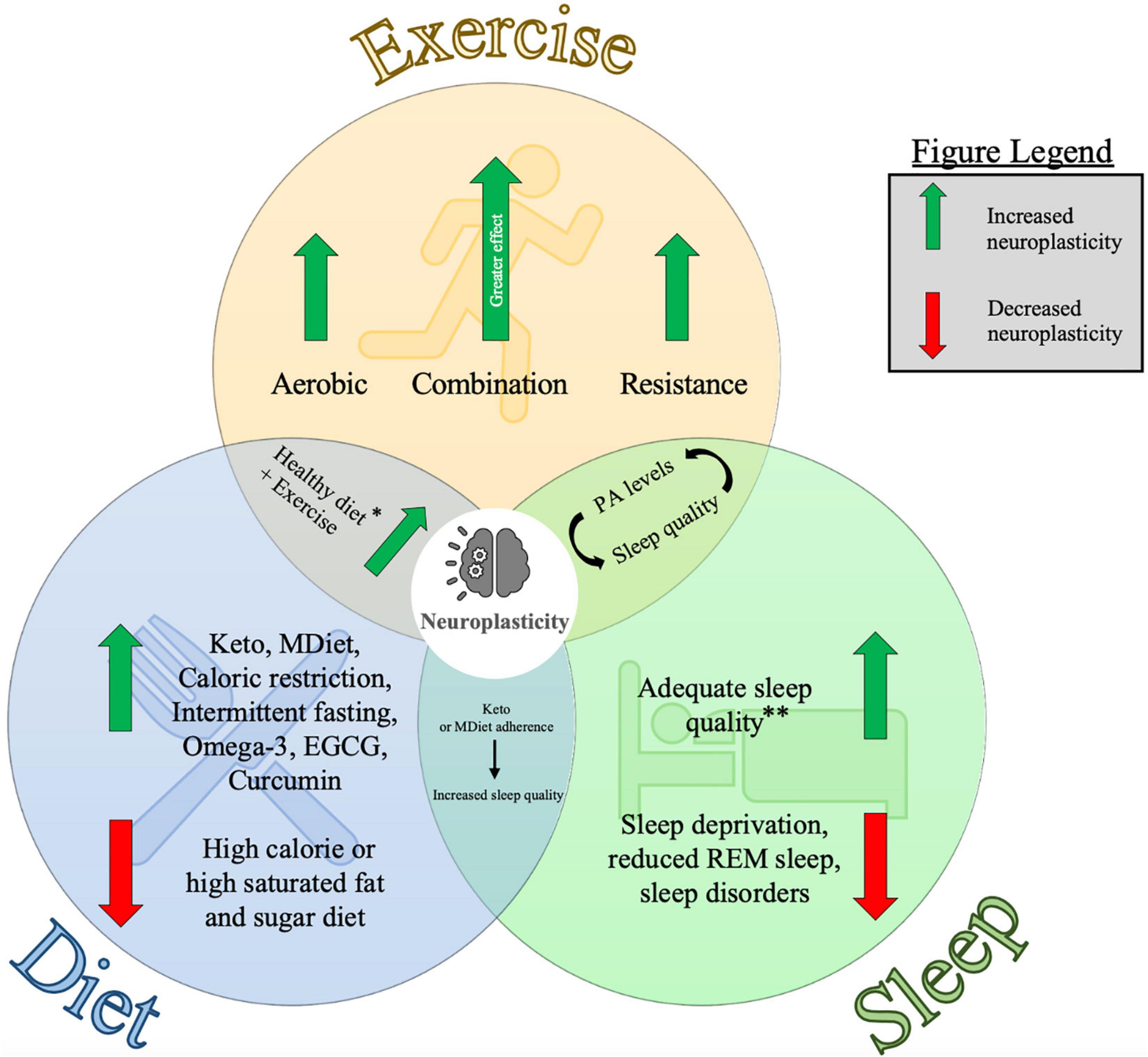 neuroplasticity research paper