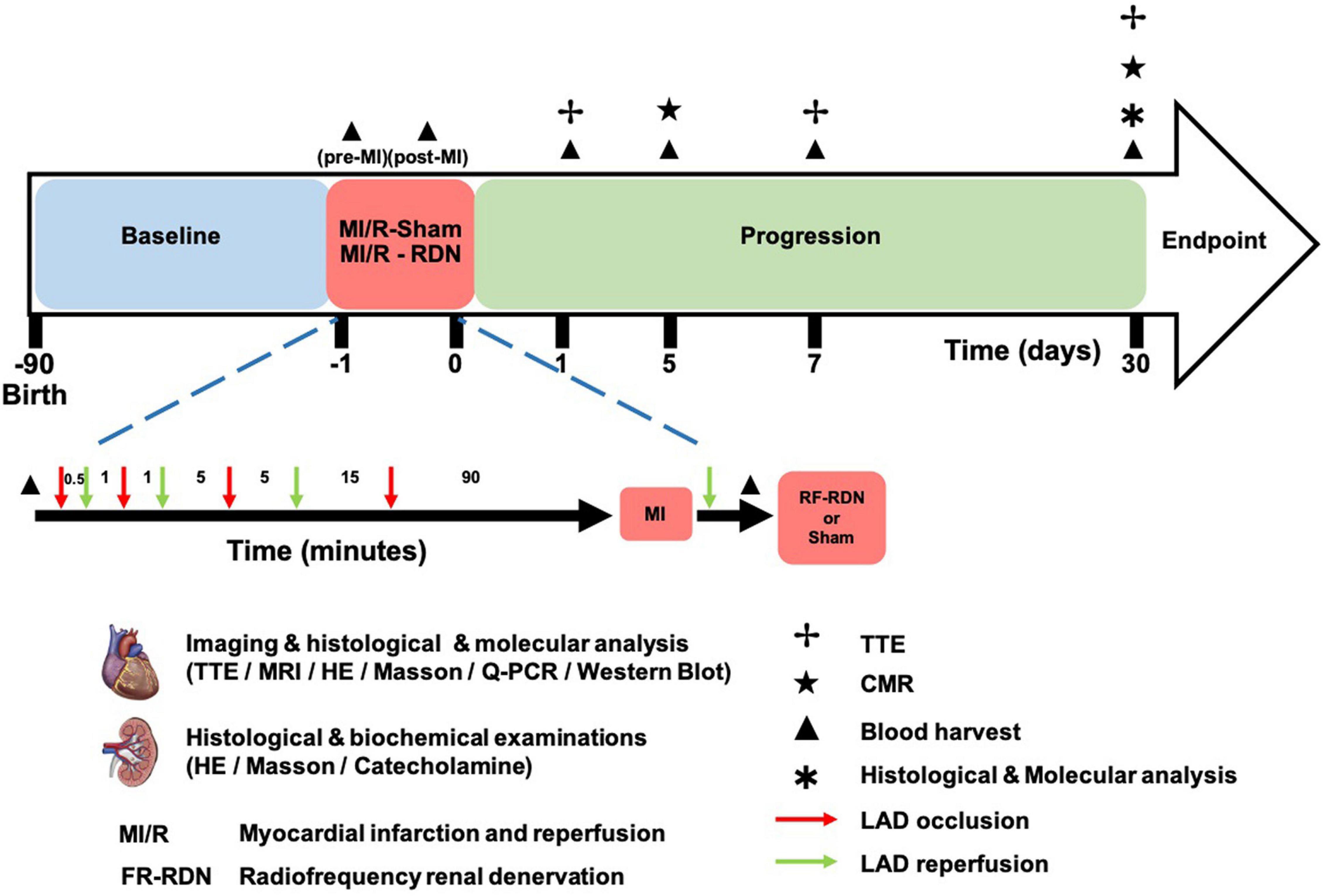 Peripheral Blood RNAs and Left Ventricular Dysfunction after Myocardial  Infarction: Towards Translation into Clinical Practice