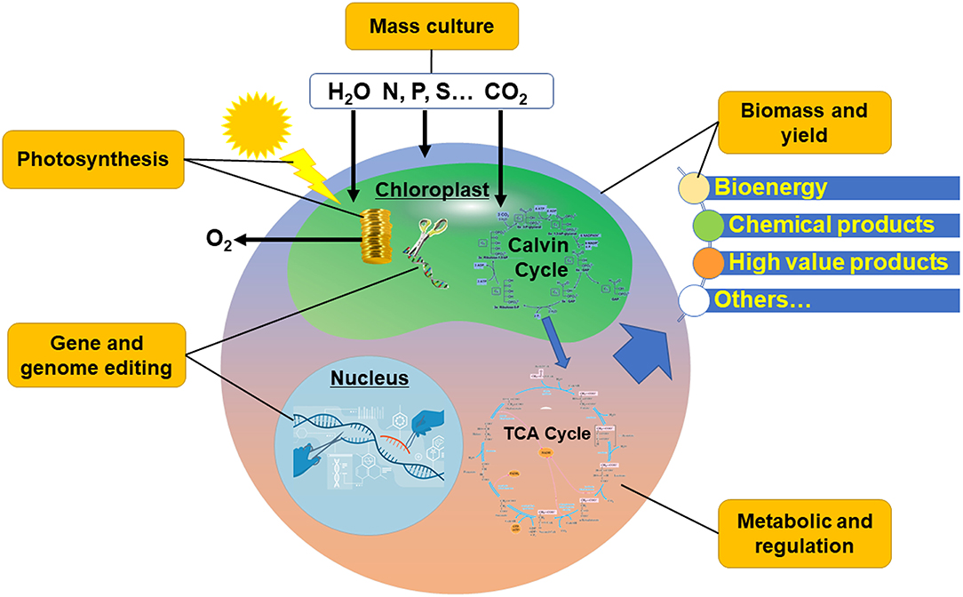 Environmental life cycle assessment of cascade valorisation strategies of  South African macroalga Ecklonia maxima using green extraction technologies  - ScienceDirect