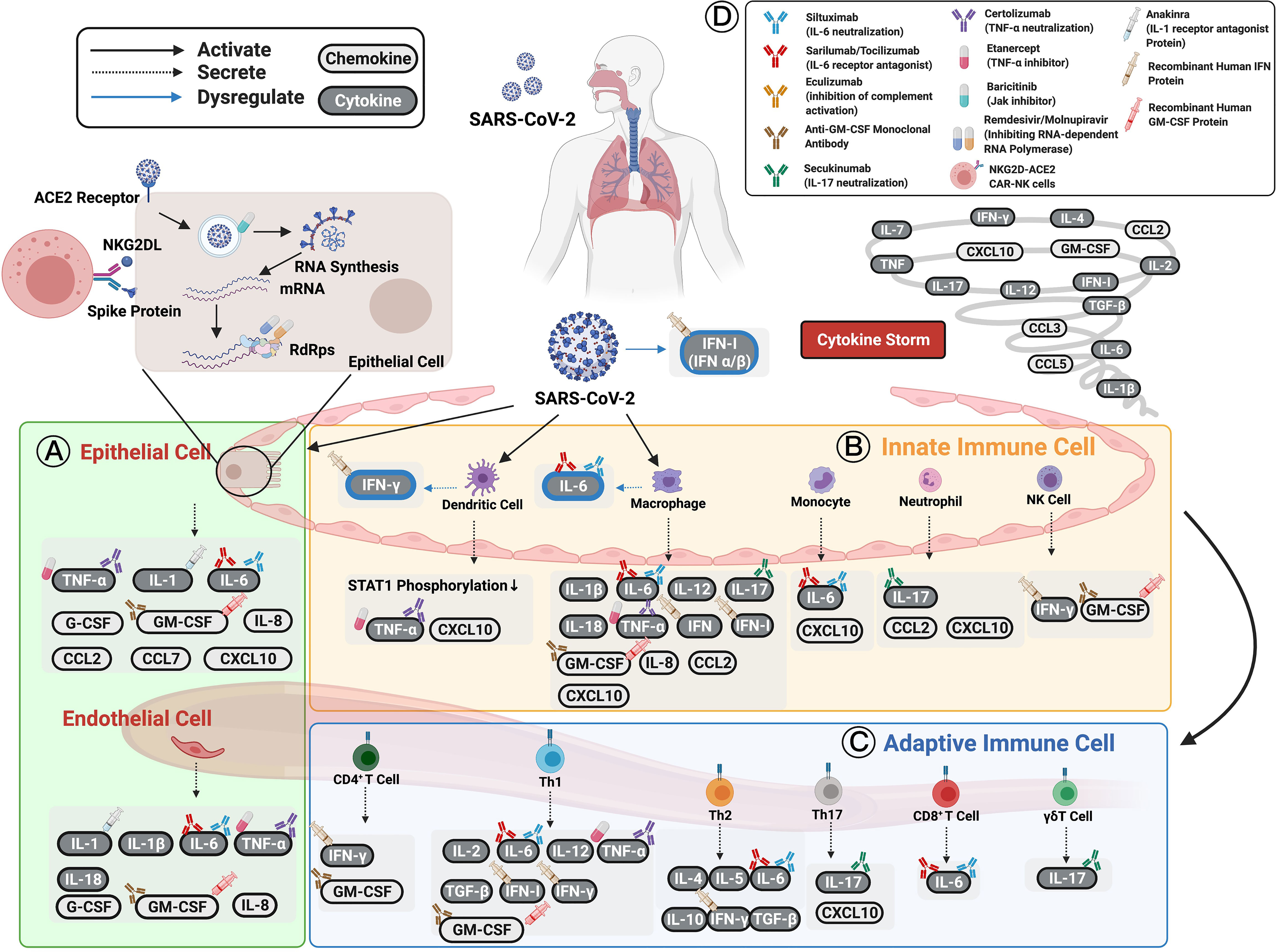 Frontiers | The Role of Cytokines and Chemokines in Severe Acute ...