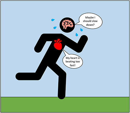 Figure 1 - Interoception is thought to play an important role in how we regulate our bodies during exercise.