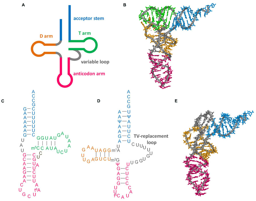 Митохондрия рнк. Виды РНК митохондриальная. Митохондриальная РНК функция. TRNA structure. Митохондриальная ДНК.