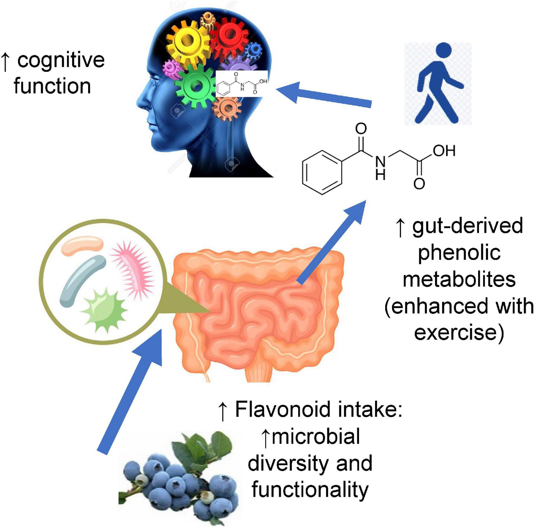 Polyphenols and cognitive function