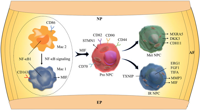 Precise identification of cell states altered in disease using healthy  single-cell references