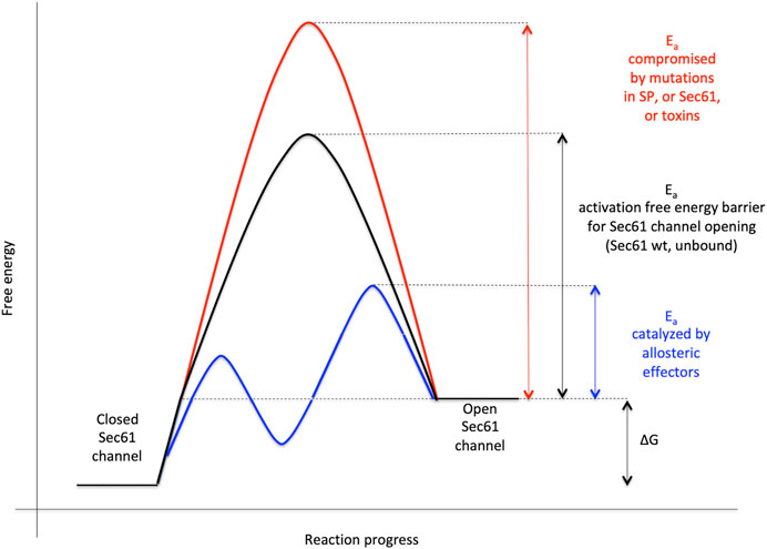 Frontiers | Signal Peptide Features Determining the Substrate Specificities  of Targeting and Translocation Components in Human ER Protein Import