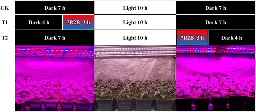 T8 Led Tube Grow light 150 Cm 23 Watt Clear Cover Red