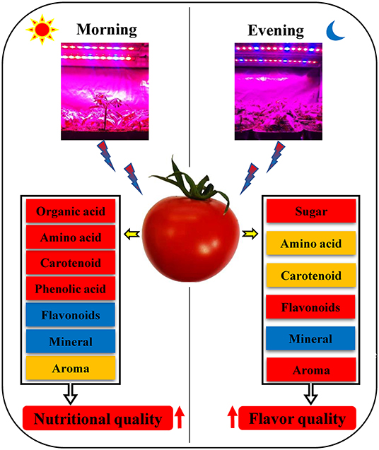 Light intensity needed for tomatoes new arrivals