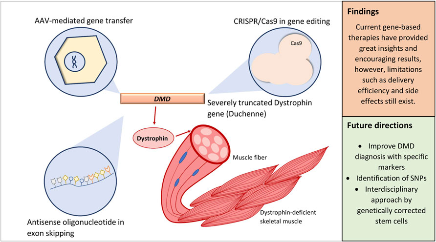 Frontiers  Current Pharmacological Strategies for Duchenne