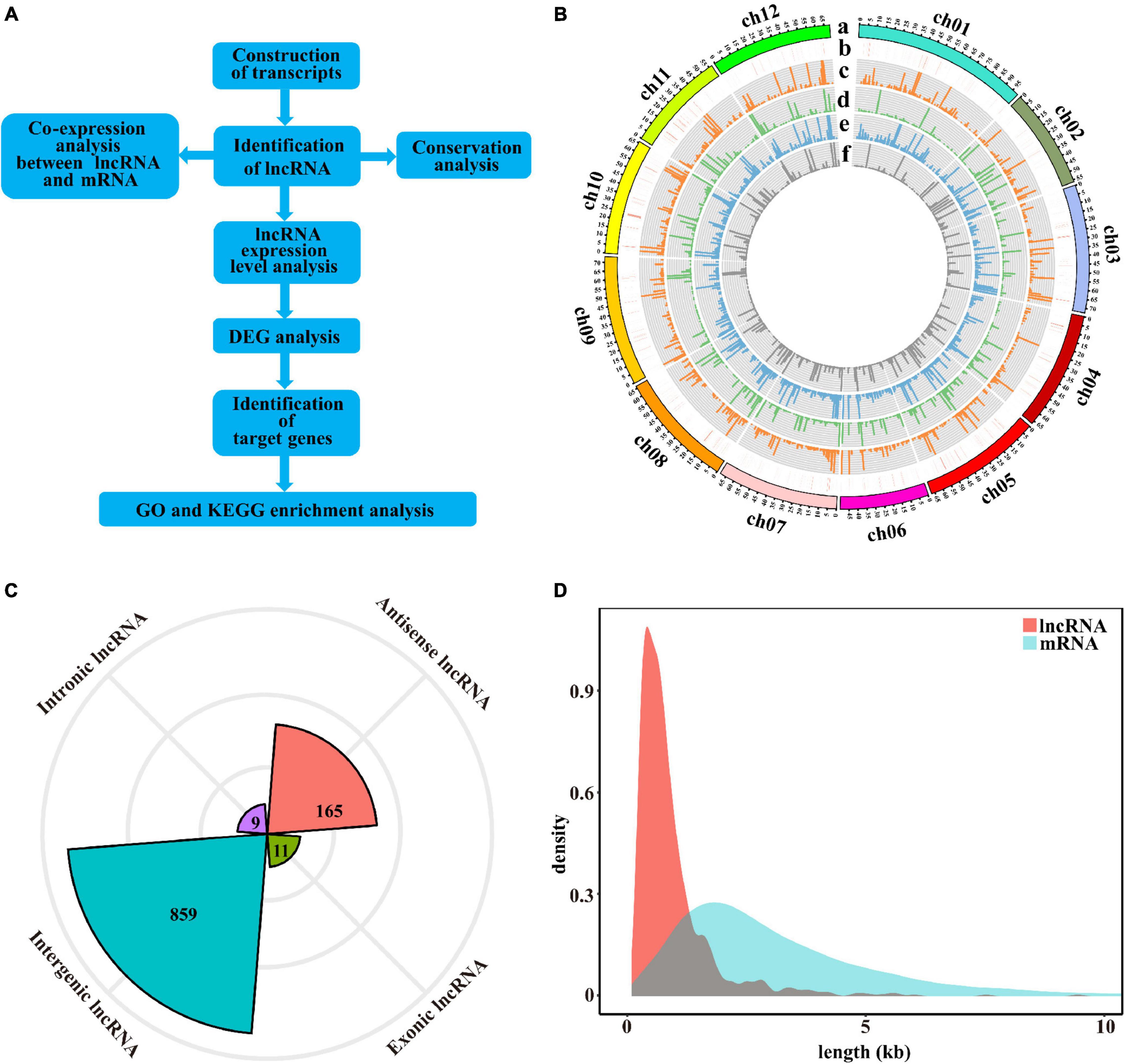 Frontiers  MicroRNAs, long non-coding RNAs, and circular RNAs and