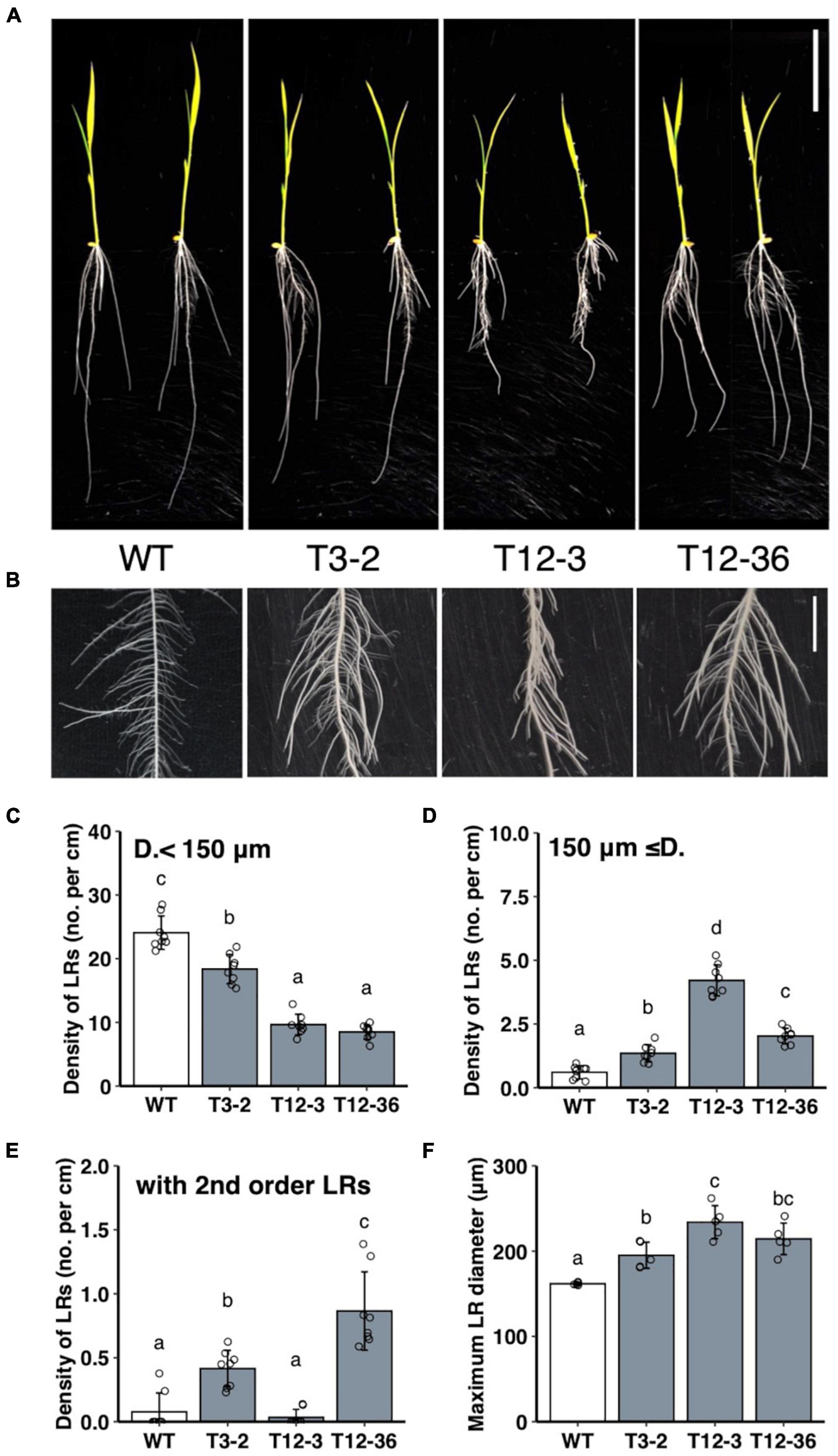 Frontiers Auxin Distribution in Lateral Root Primordium