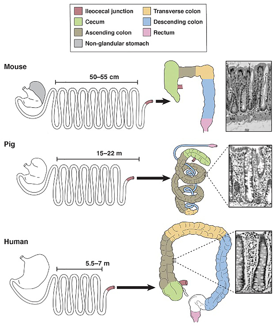 A collection of bacterial isolates from the pig intestine reveals