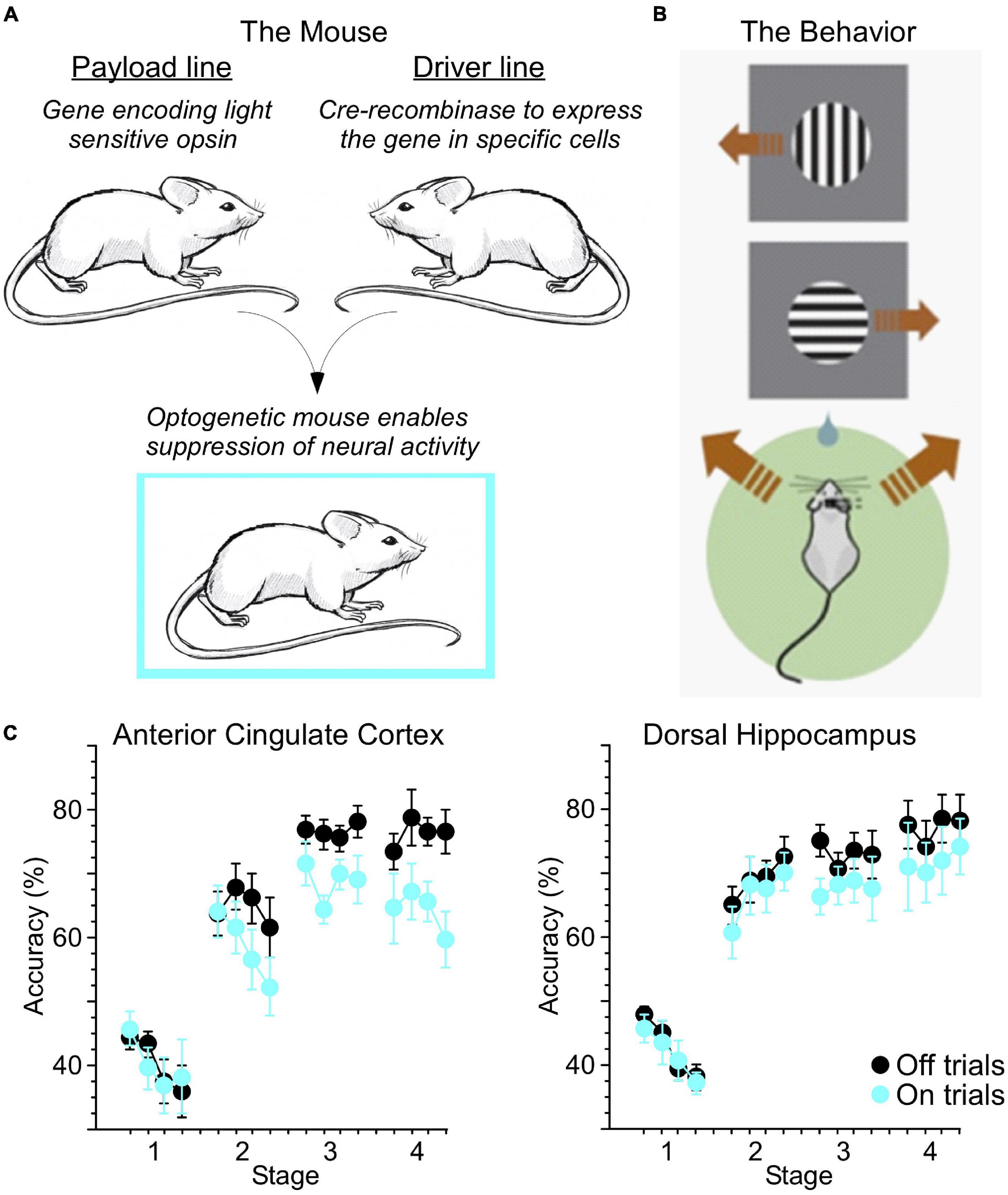 Frontiers | Decision Making as a Learned Skill in Mice and Humans