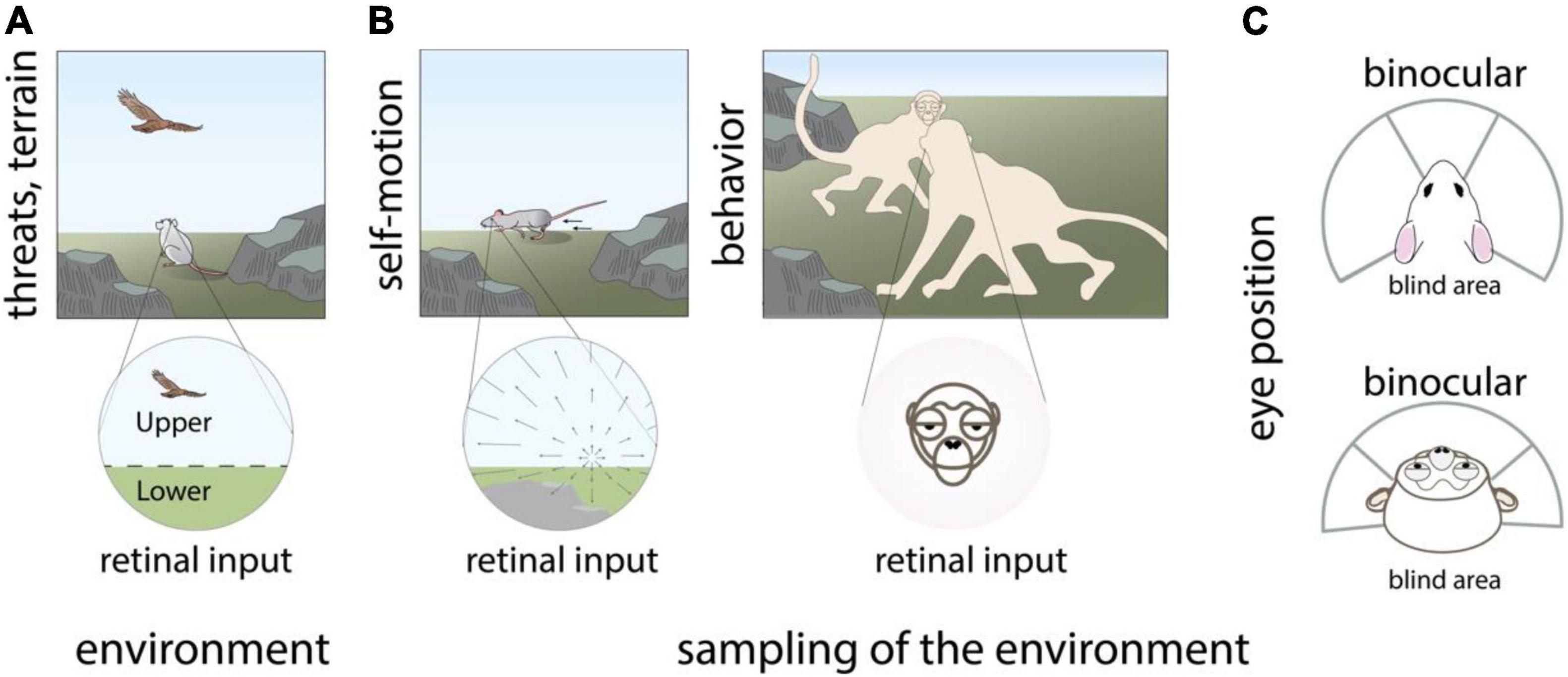 Macaque SEF Neurons Encode Object-Centered Directions of Eye