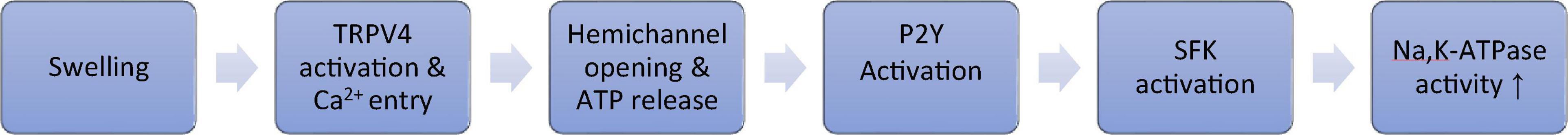 www.frontiersin.org