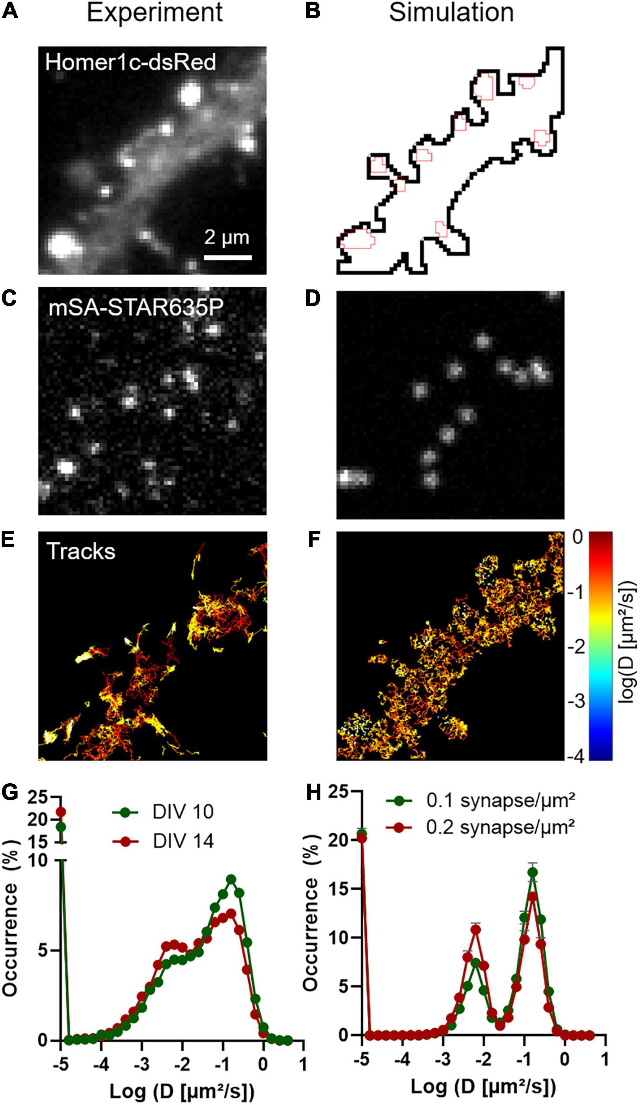 Neurexin-3 subsynaptic densities are spatially distinct from Neurexin-1 and  essential for excitatory synapse nanoscale organization in the hippocampus