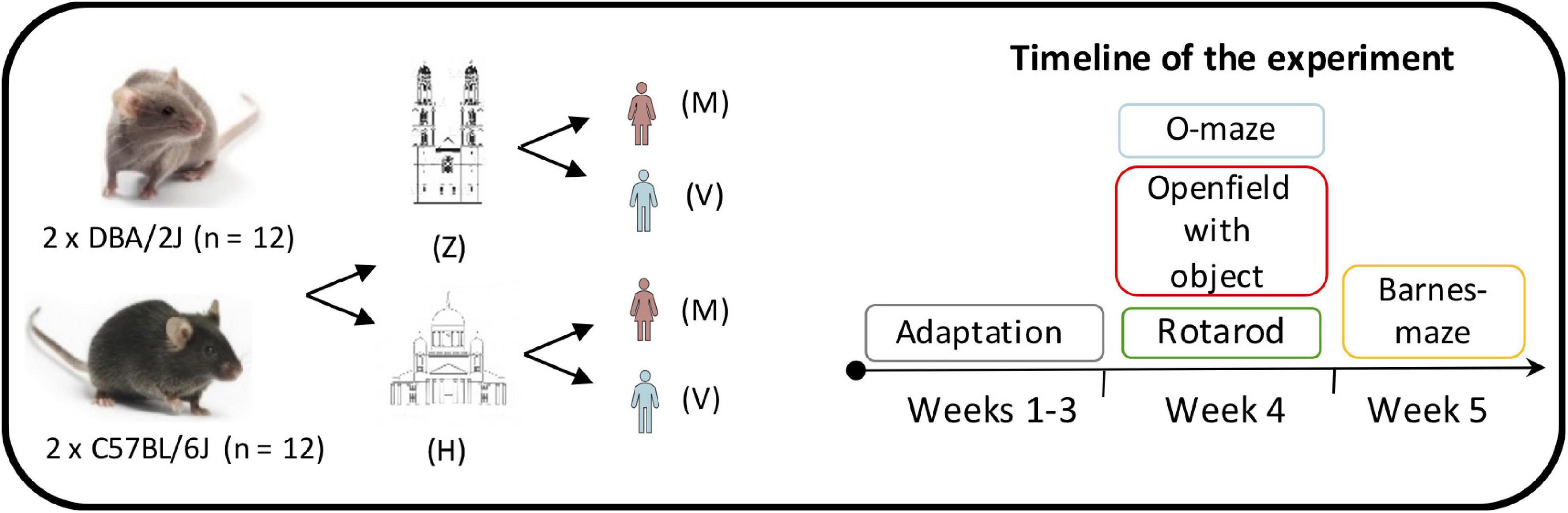 Frontiers | Role of Environment and Experimenter in Reproducibility of  Behavioral Studies With Laboratory Mice