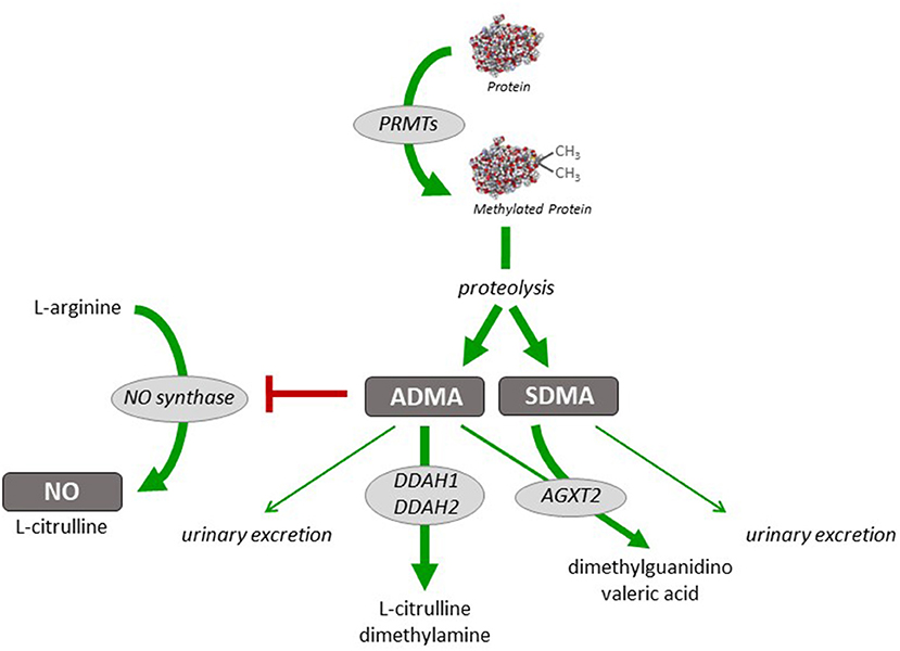 Frontiers | Dysregulation of the Nitric Oxide/Dimethylarginine