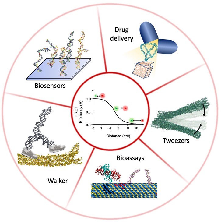 Research < Zhang Laboratory of Single-Molecule Biophysics