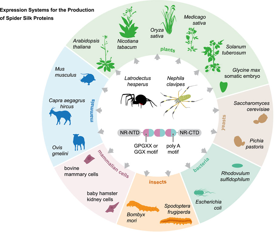 Recombinant Spider Silk Bioinks for Continuous Protein Release by