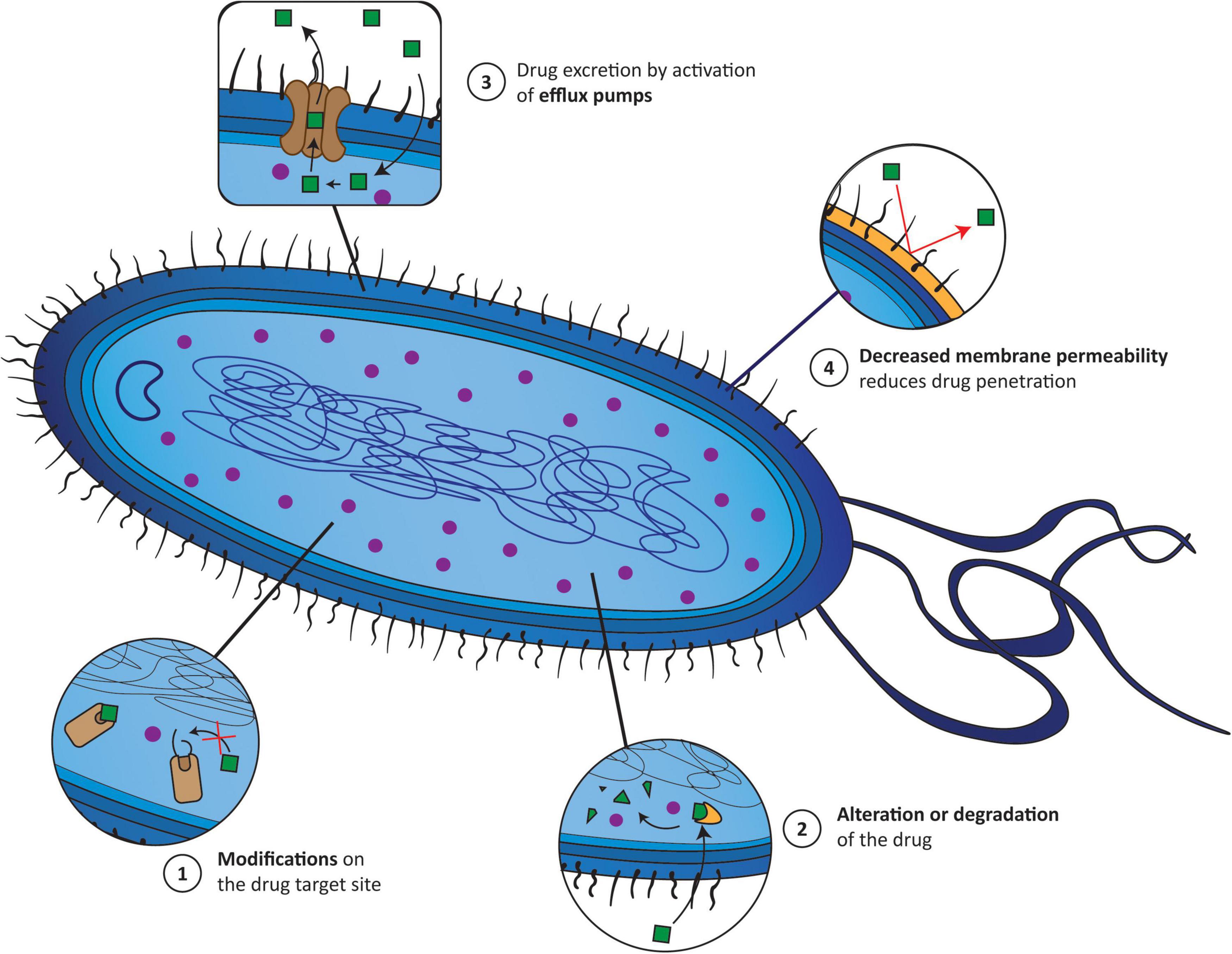 Radiation-resistant bacterium could be key to faster, safer, more