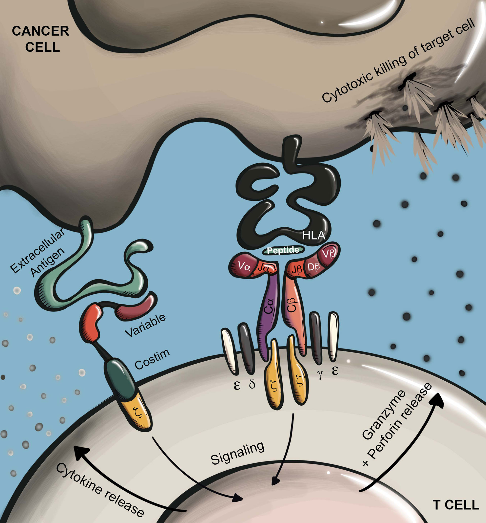 Knock Cancer Out of the Park! - Esophageal Cancer Action Network