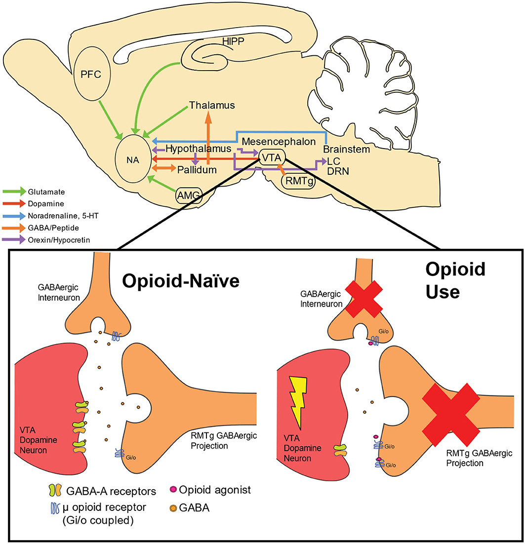 Do Opiates Increase Dopamine?