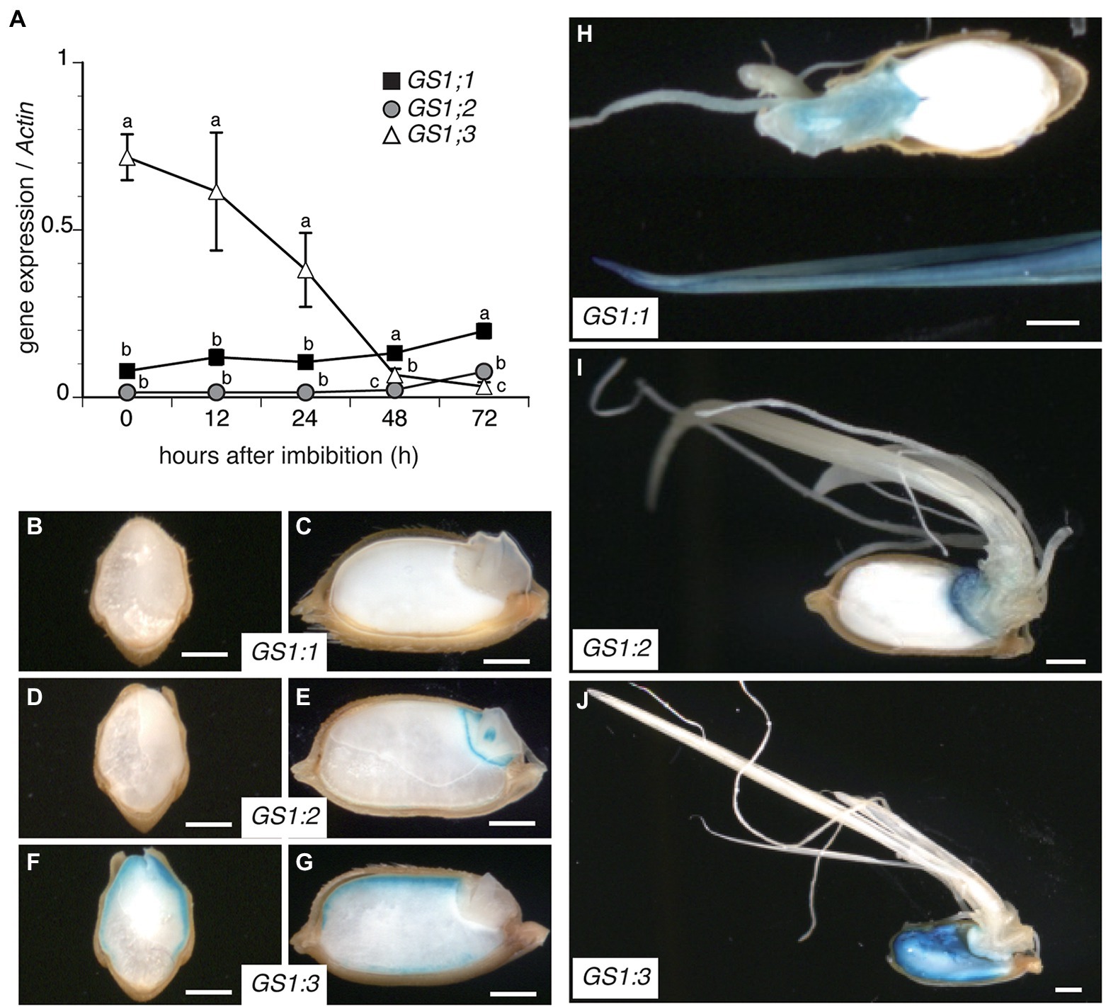 Frontiers | Cytosolic Glutamine Synthetase GS1;3 Is Involved in
