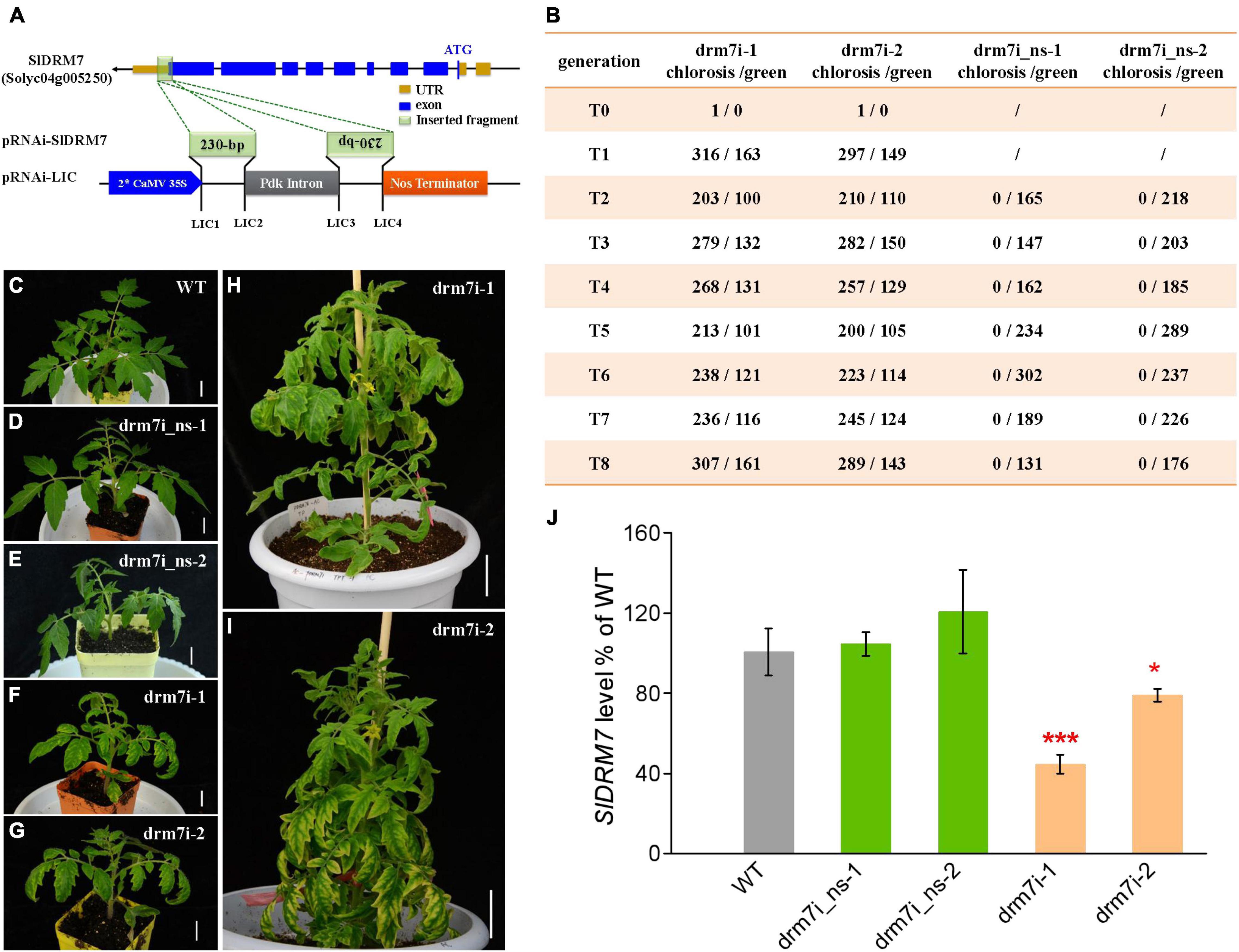 Leaf Development - Plant Ontology Wiki