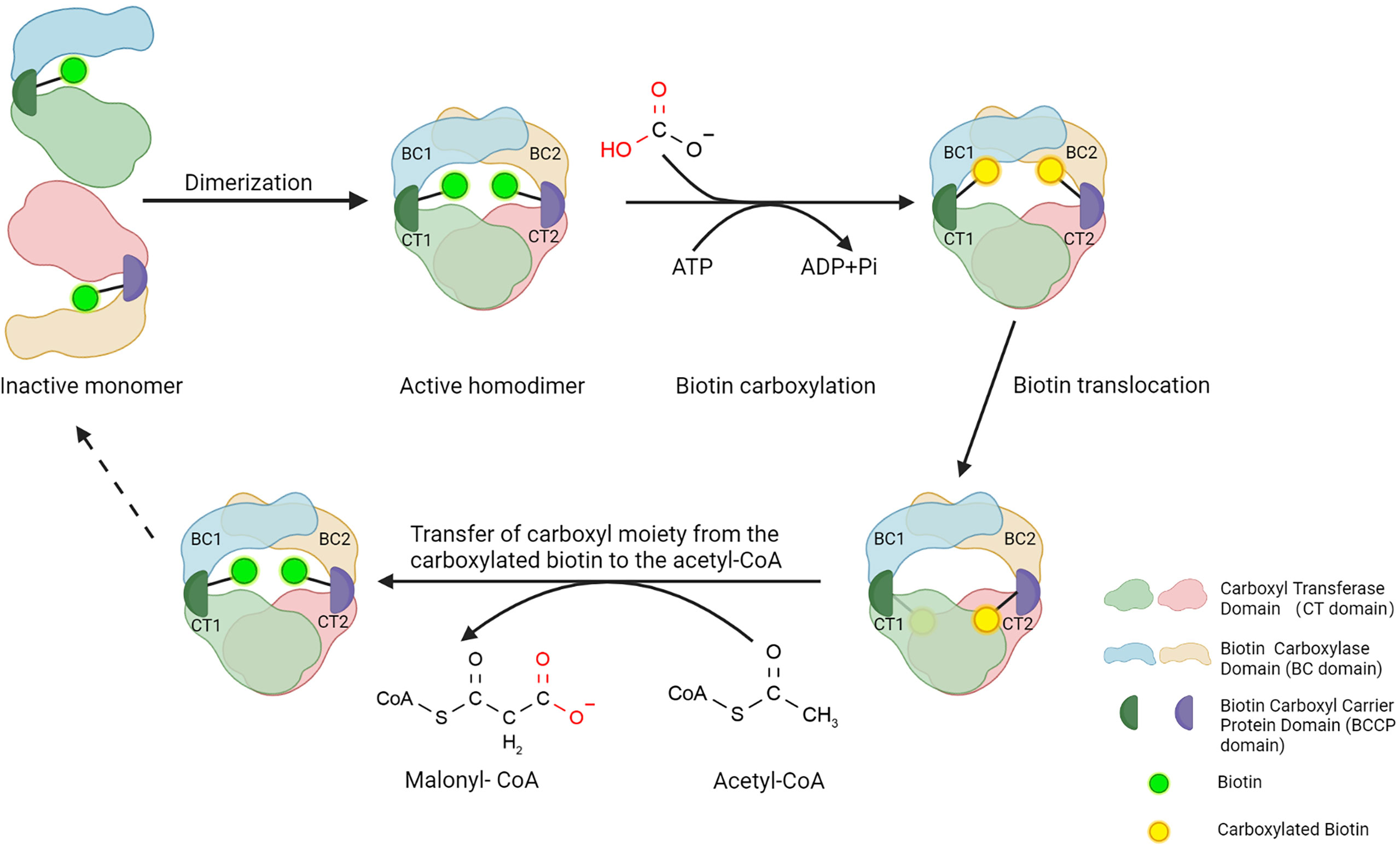 Sterol carrier protein 2: A promising target in the pathogenesis