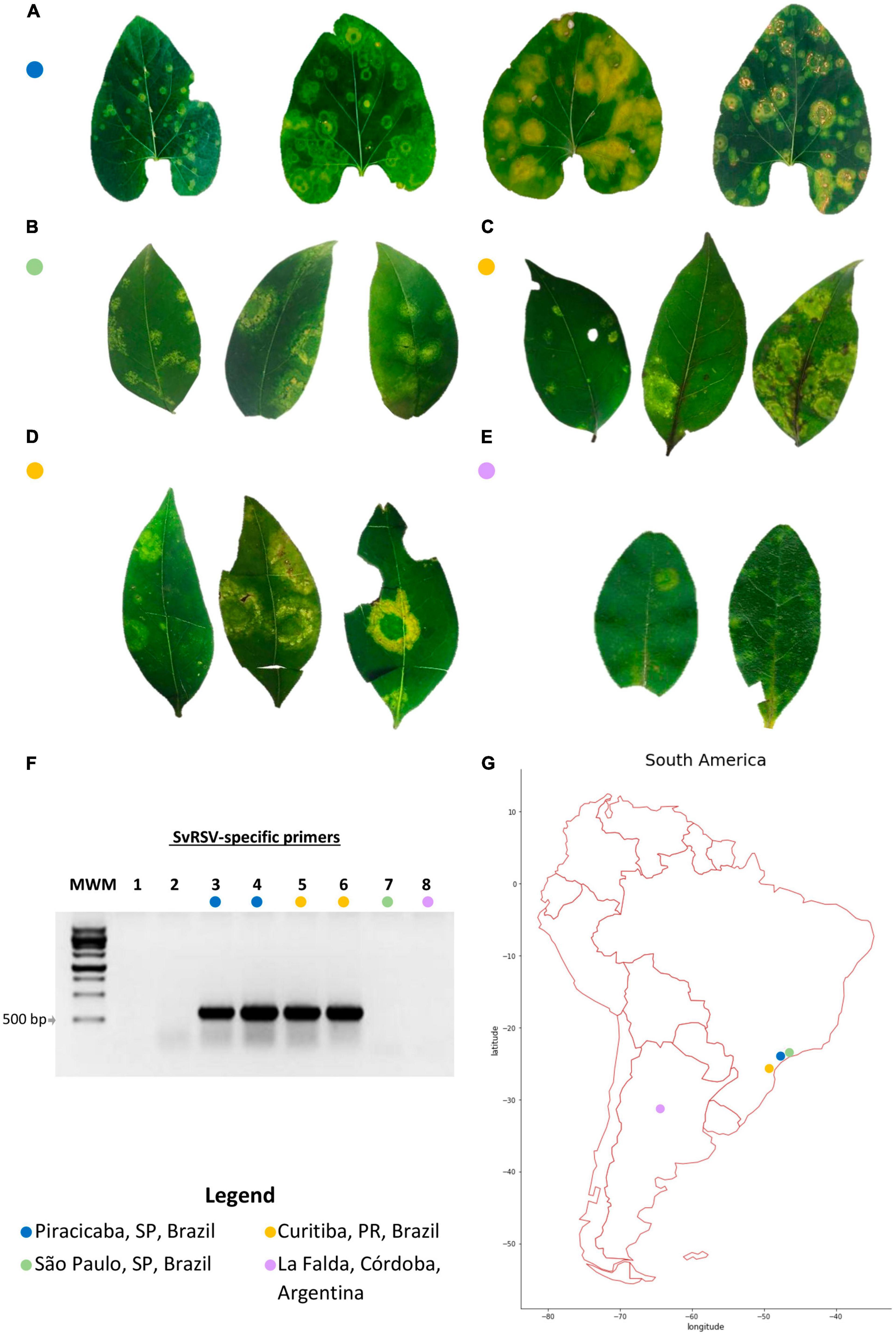 Frontiers  A Novel Lineage of Cile-Like Viruses Discloses the