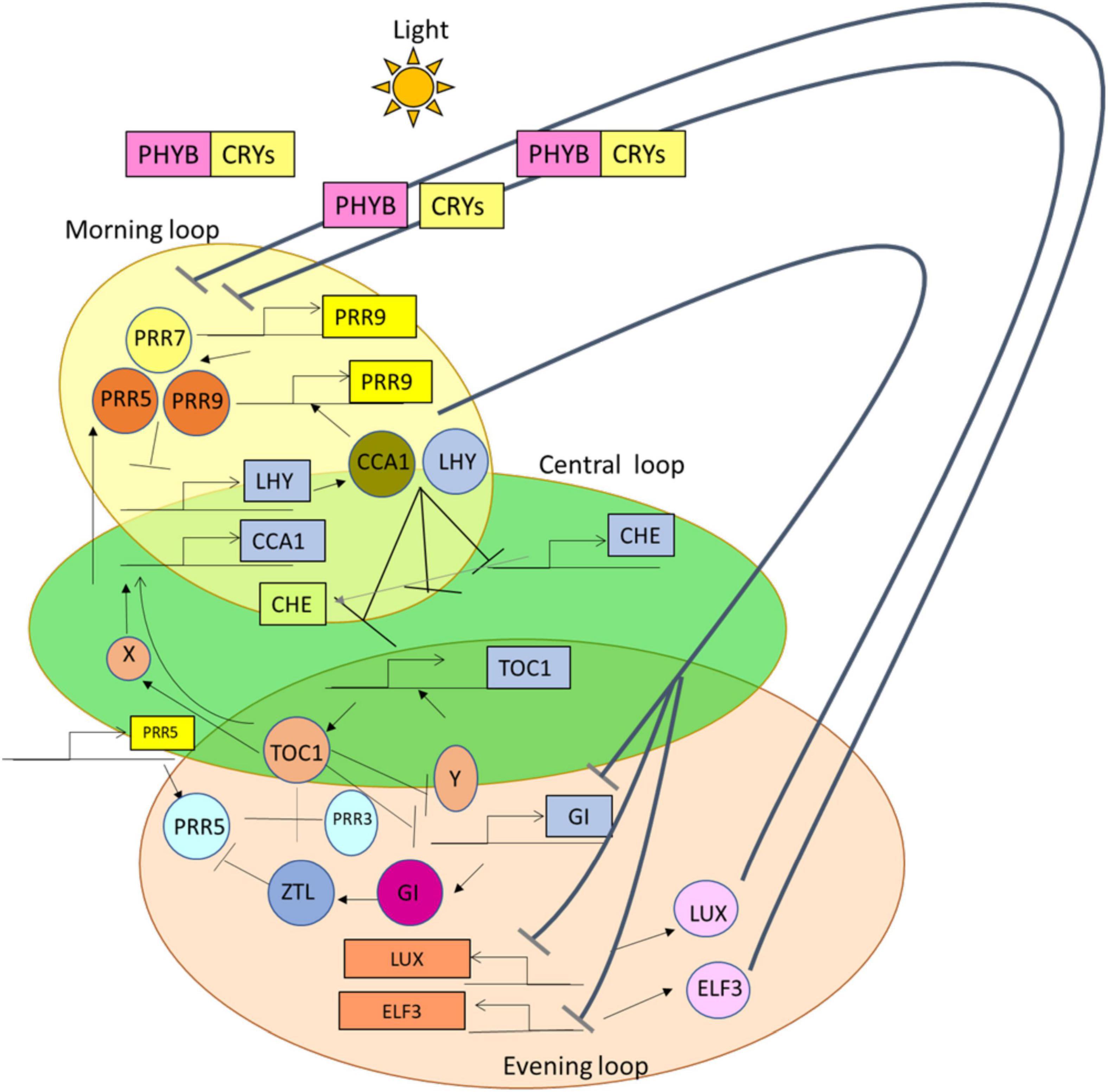 Frontiers | Role of Circadian Rhythms in Major Plant Metabolic and