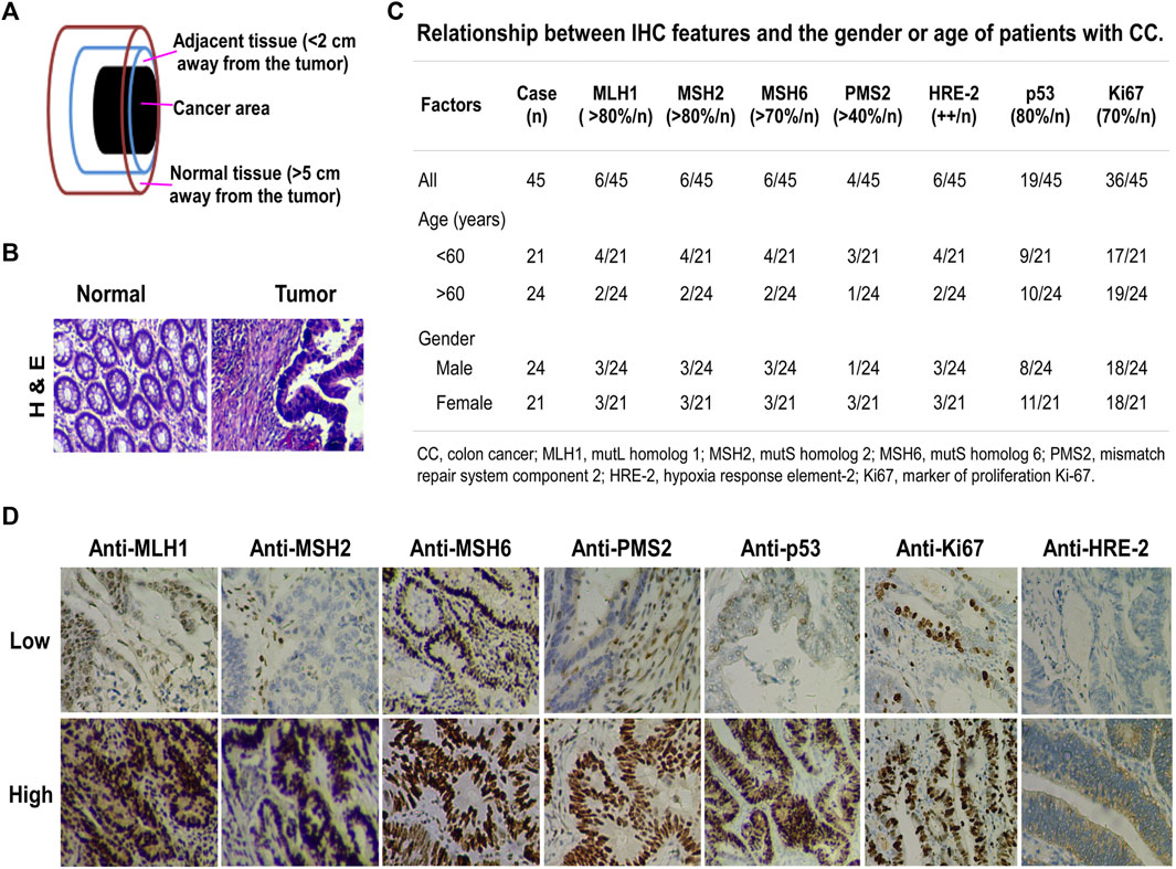 A Genetic Screen Implicates miRNA-372 and miRNA-373 As Oncogenes in  Testicular Germ Cell Tumors: Cell