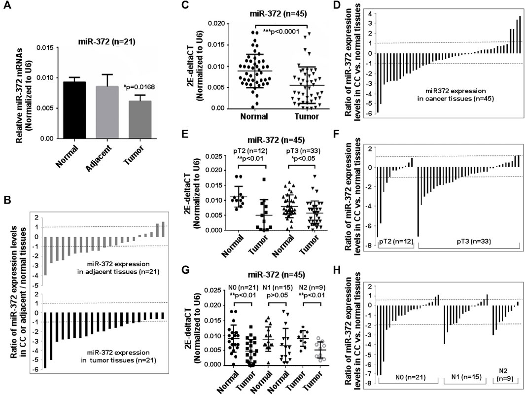 A Genetic Screen Implicates miRNA-372 and miRNA-373 As Oncogenes in  Testicular Germ Cell Tumors: Cell