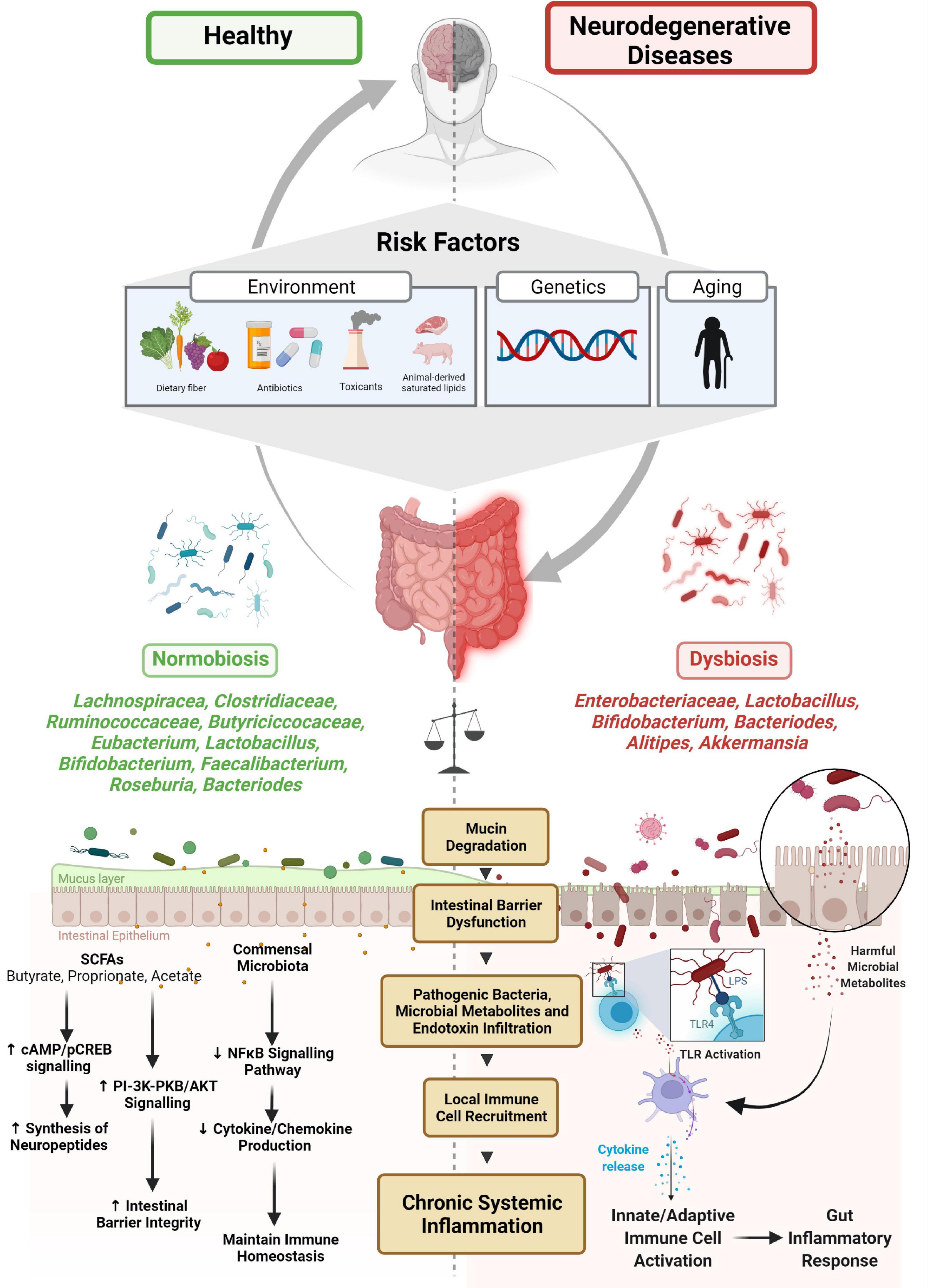 Frontiers  New Insights Into Microbiota Modulation-Based