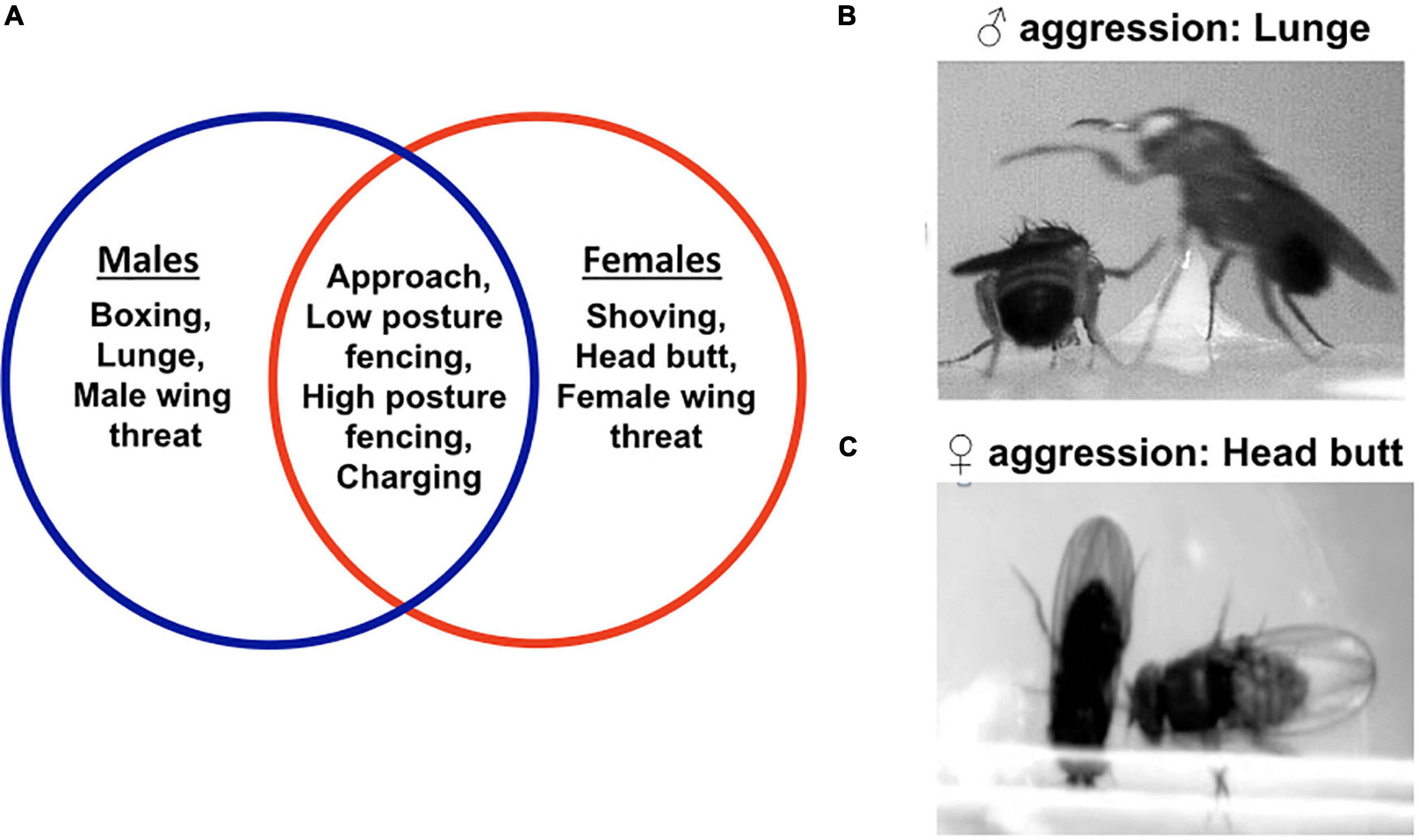 The Crazy Connection Between Flies and Obesity