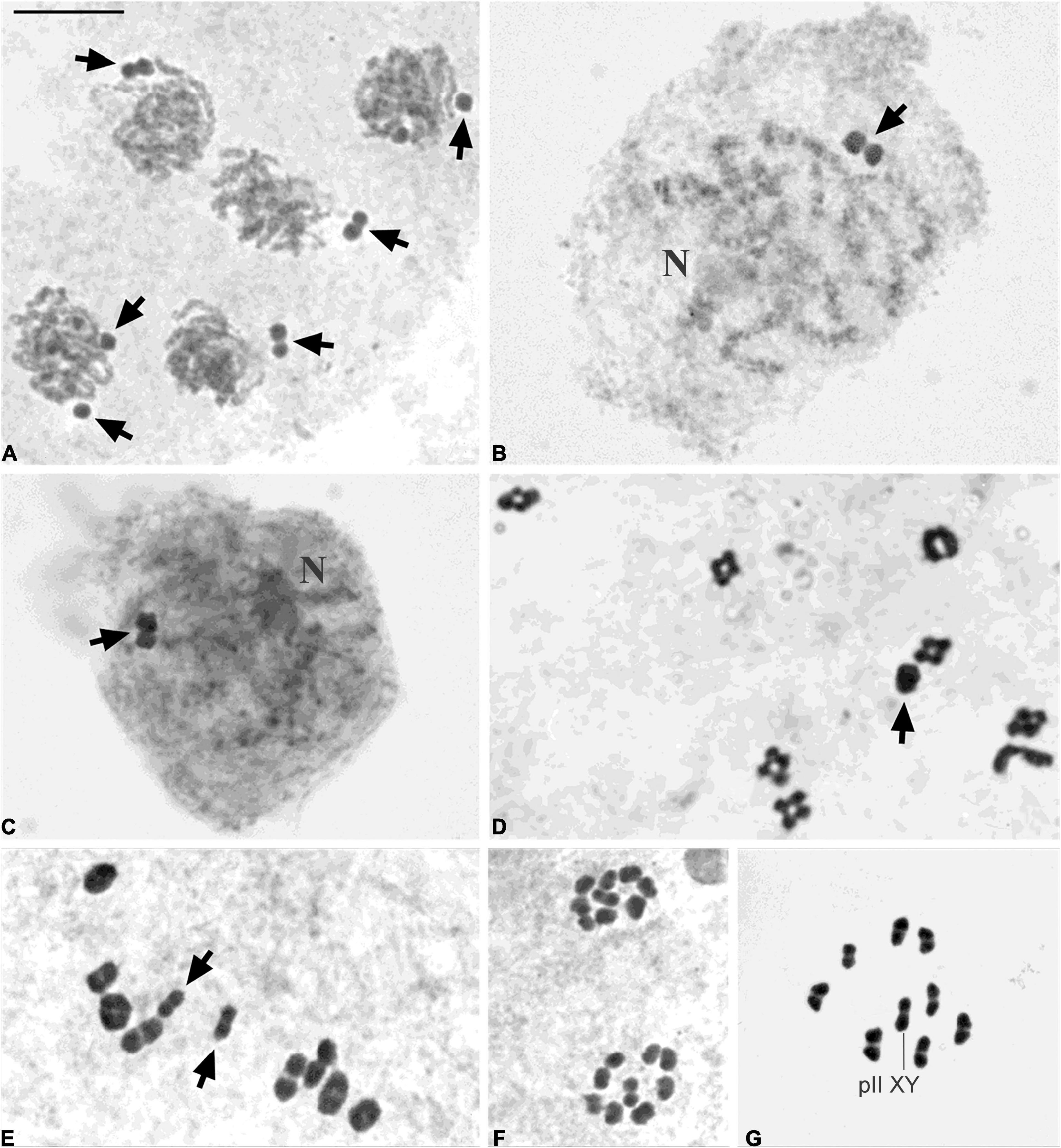 Male germ cell chromosomes ot Perithemis mooma Kirby: (29)