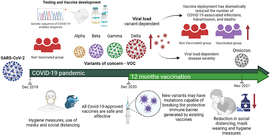 Frontiers  Understanding the Role of SARS-CoV-2 ORF3a in Viral