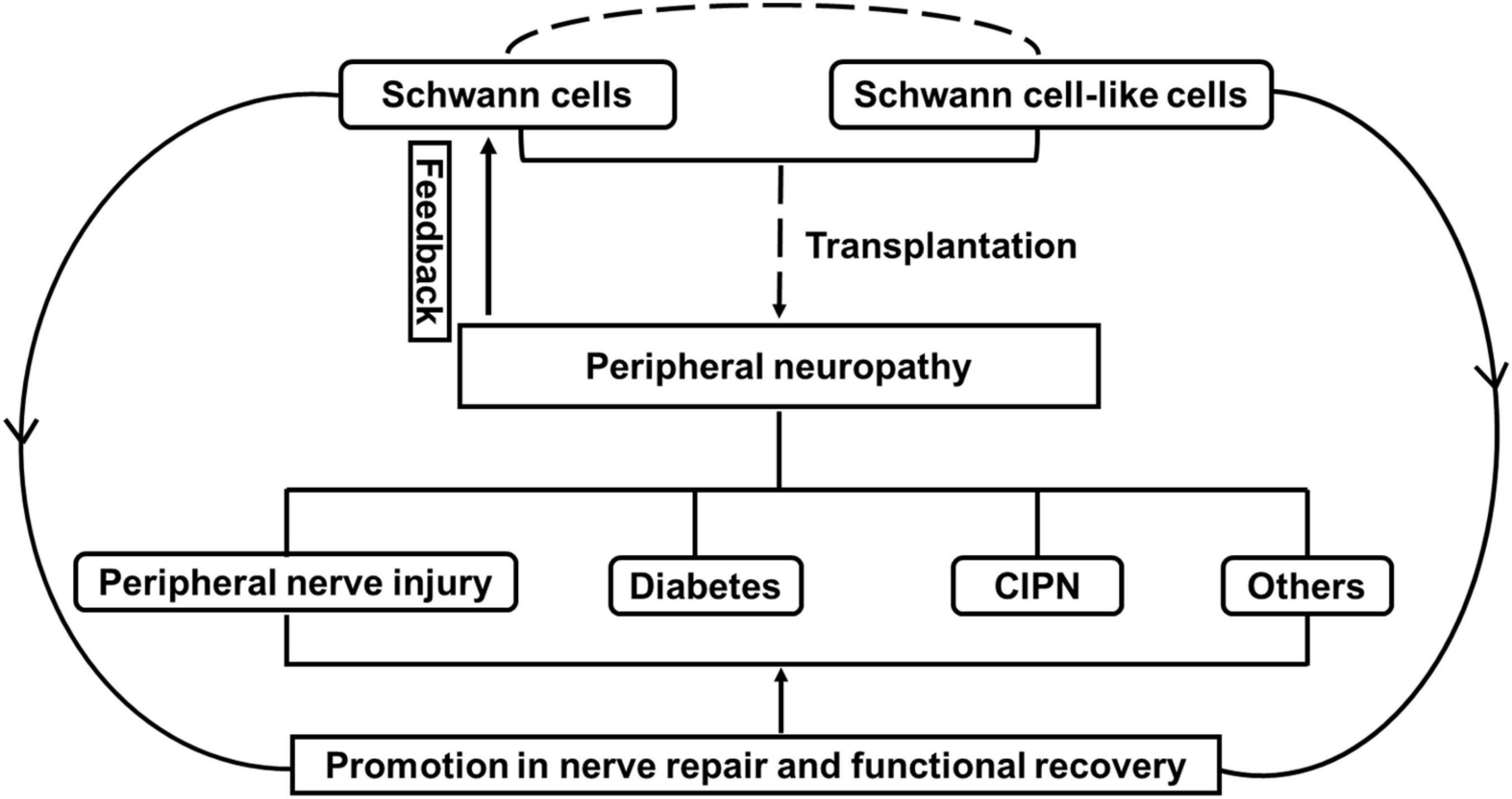 Frontiers | The Effect of Schwann Cells/Schwann Cell-Like Cells on Cell  Therapy for Peripheral Neuropathy