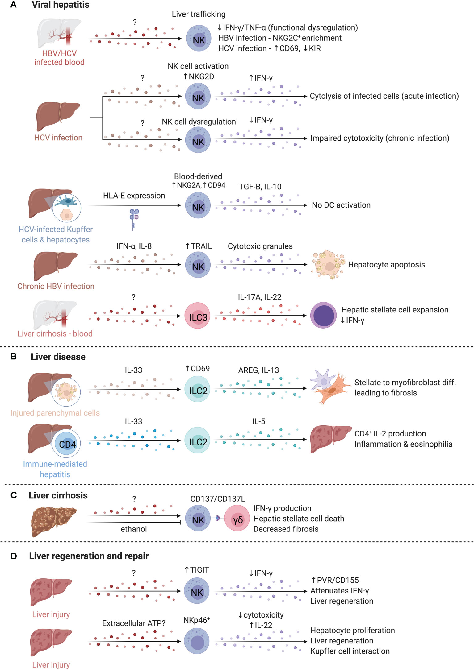 Frontiers  Neuroimmune Interactions and Rhythmic Regulation of Innate  Lymphoid Cells