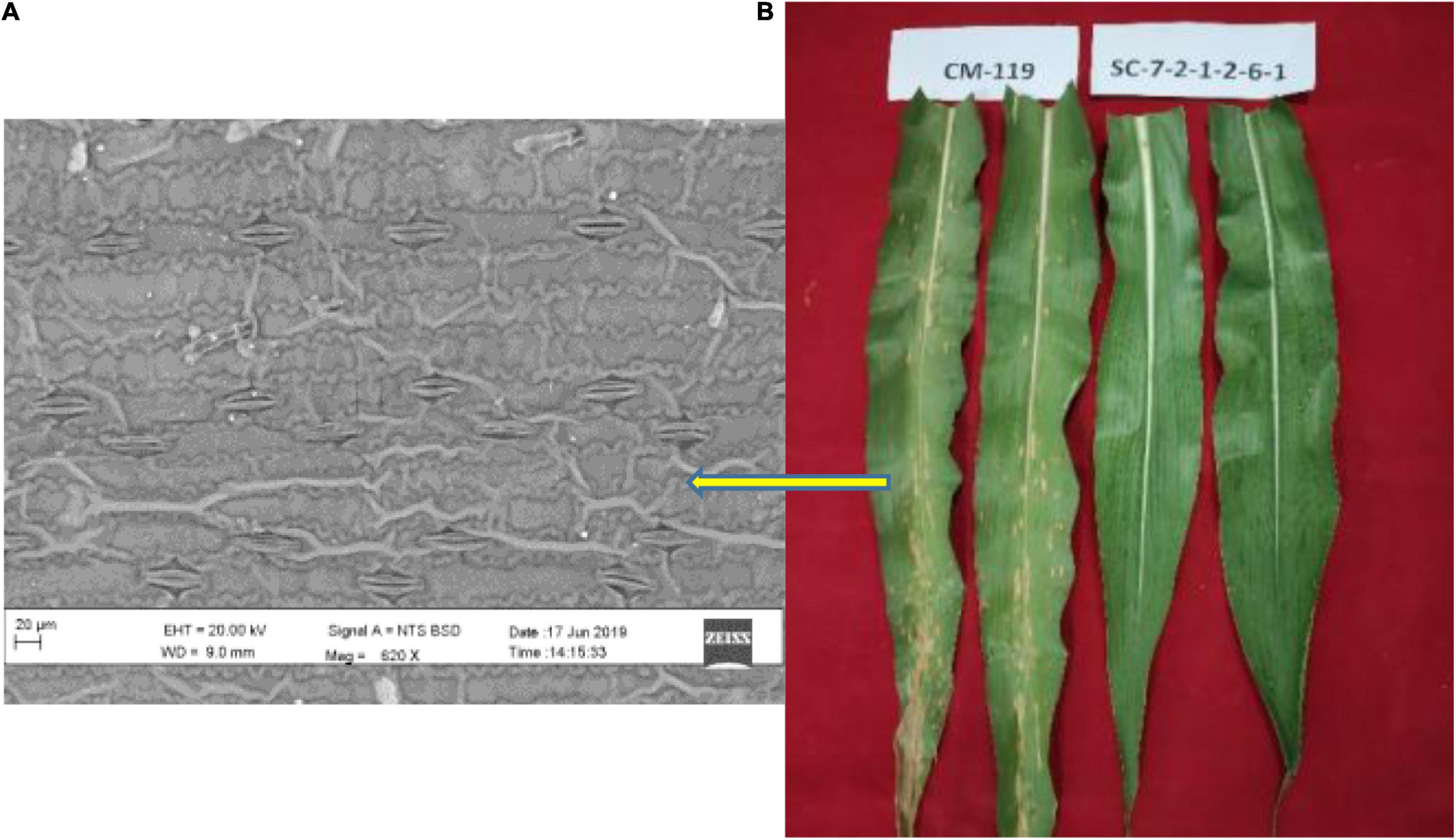 Frontiers  Characterization of fungal pathogens and germplasm