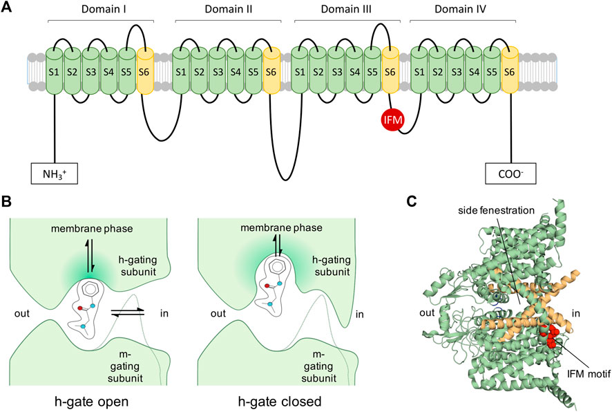 Differential Effects of R(-)-Mexiletine(-) mexiletine on Cloned Neuronal  and Cardiac Sodium Channel ? Subunits