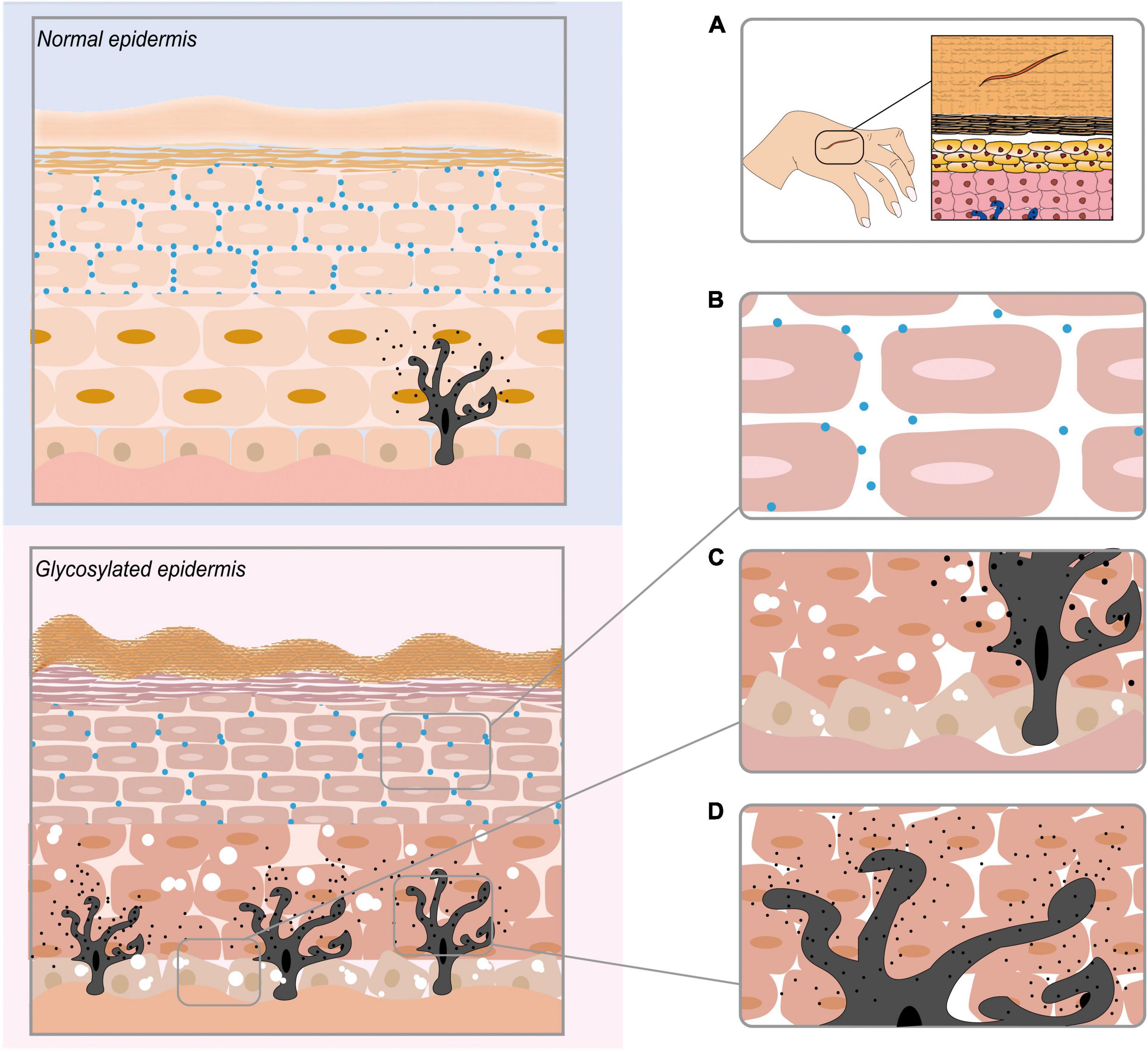 Frontiers | Advanced Glycation End Products in the Skin: Molecular  Mechanisms, Methods of Measurement, and Inhibitory Pathways