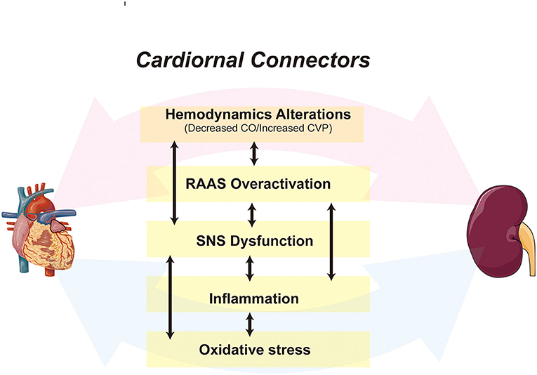 The Molecular Mechanism and Therapeutic Strategy of Cardiorenal Syndrome  Type 3