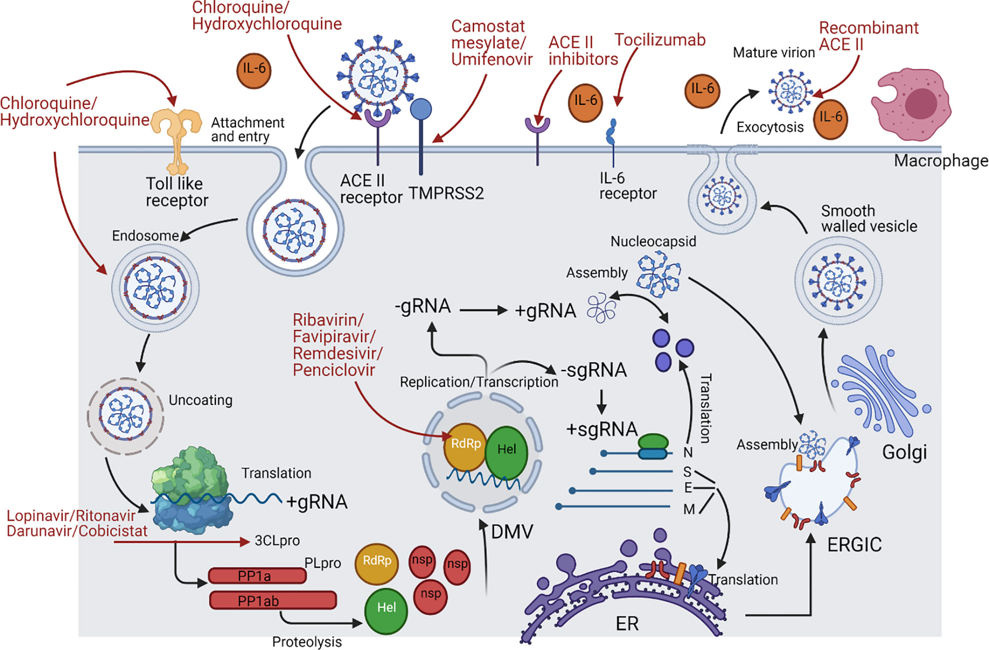 Frontiers | Prospective Medicinal Plants and Their Phytochemicals 