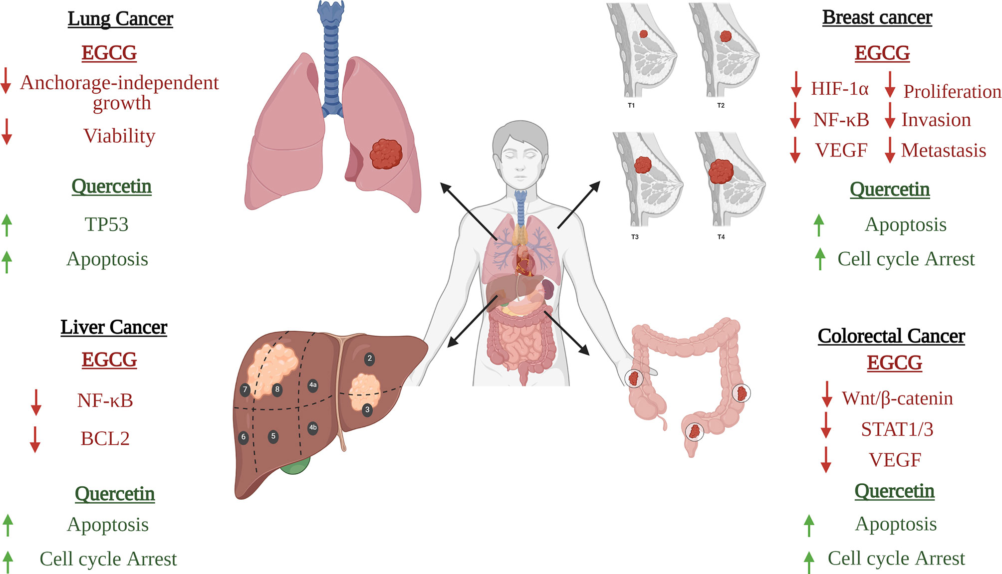 Frontiers | Prospective Medicinal Plants and Their