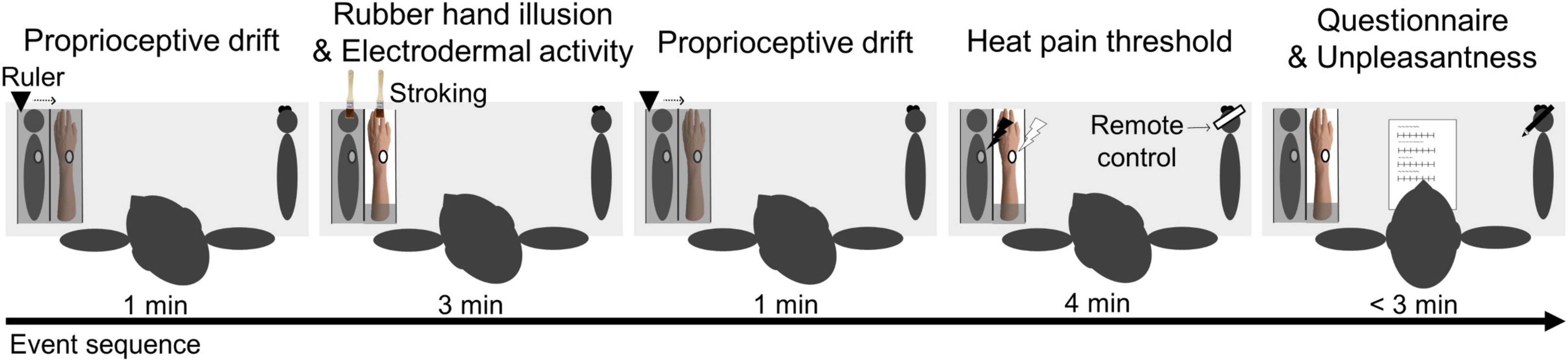 The influence of skin colour on the experience of ownership in the rubber  hand illusion