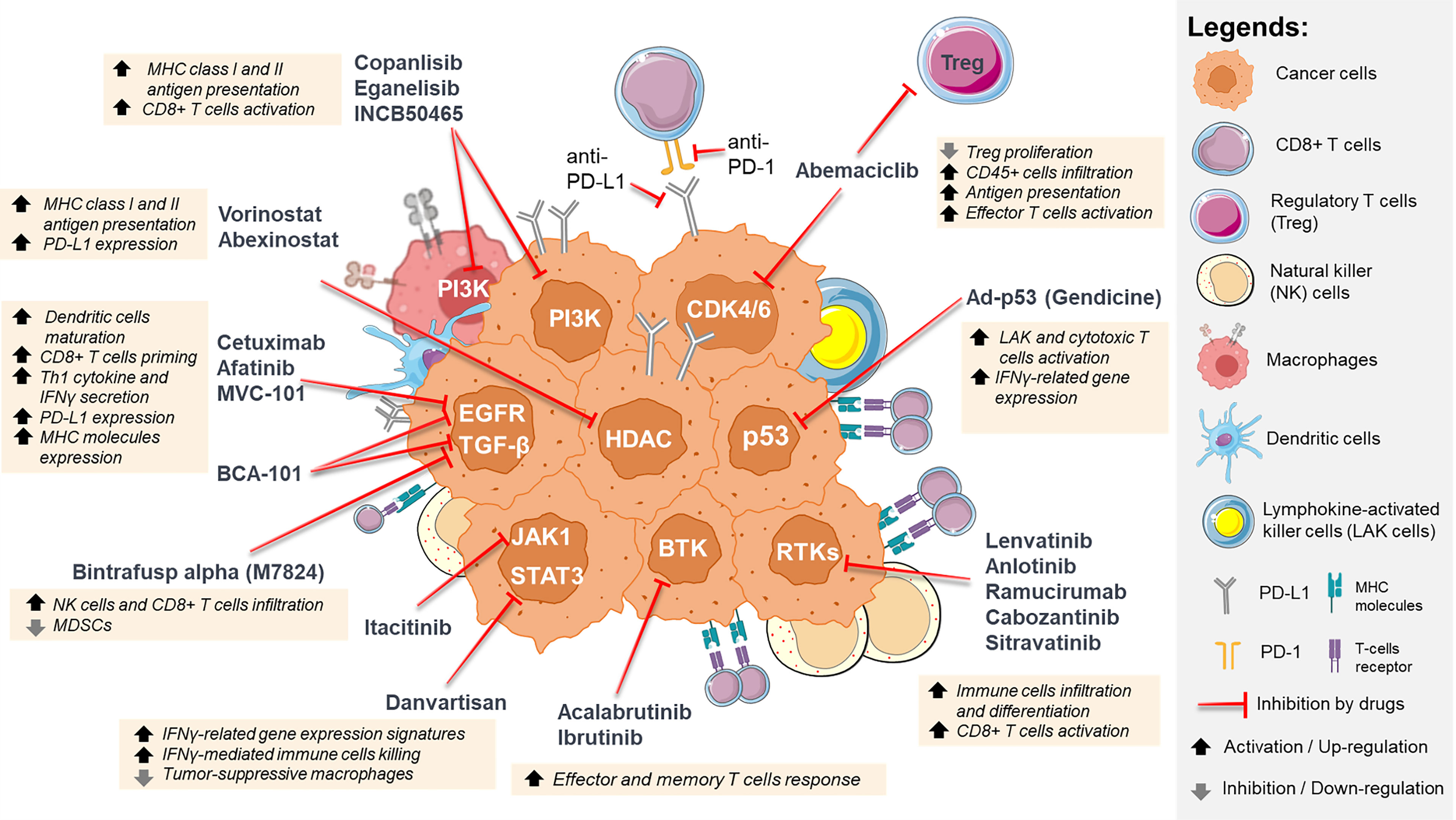 Frontiers Rational Combinations Of Targeted Therapy And Immune