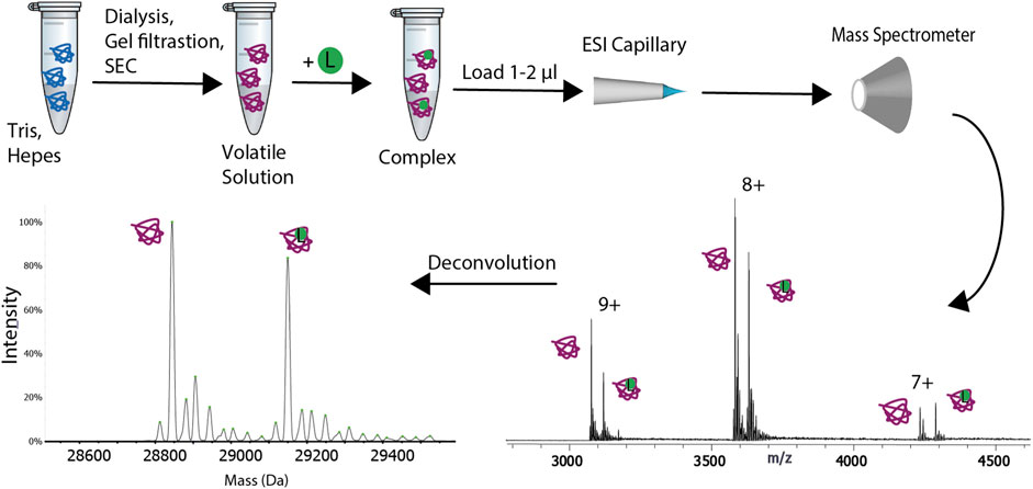 Ion Mobility Mass Spectrometry (IM-MS) for Structural Biology: Insights  Gained by Measuring Mass, Charge, and Collision Cross Section