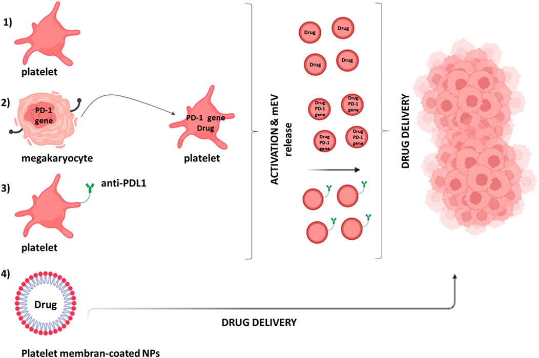 Frontiers | Inflammation and Cancer: From the Development of