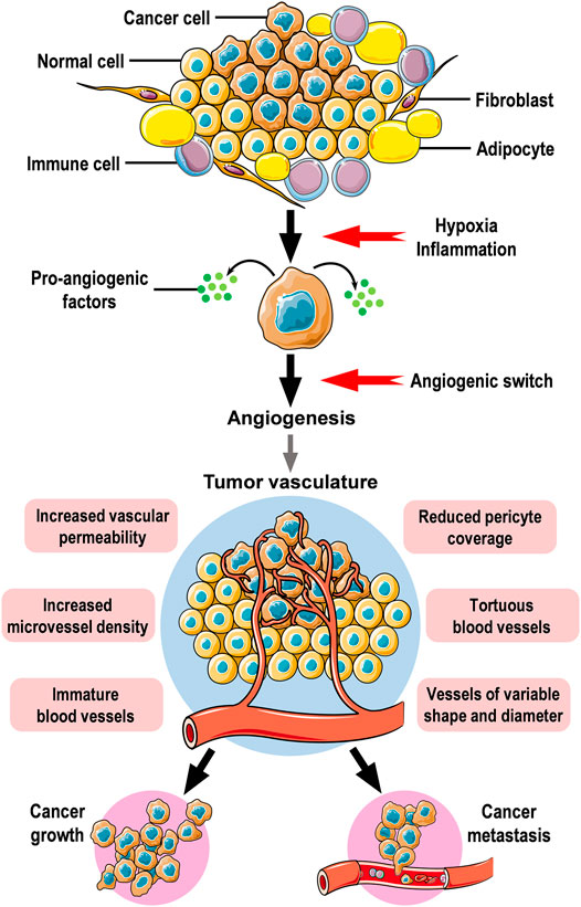 Frontiers | Targeting Angiogenesis in Breast Cancer: Current Evidence and  Future Perspectives of Novel Anti-Angiogenic Approaches